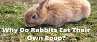 Why does this animal eat its poop??